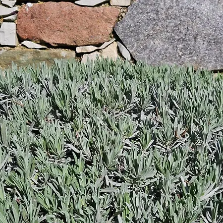 Li Cabanoun, Au Soleil Issambres à 3min De La à Pied * Sainte-Maxime